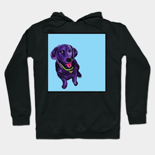 Black Lab over Blue Hoodie